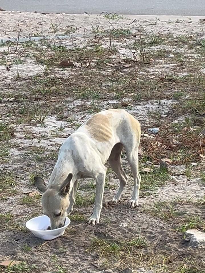 Ceci, cadela de porte médio para adoção em Fortaleza - CE