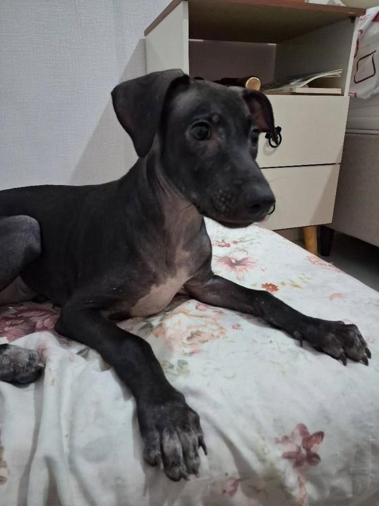 Capa Preta, cachorro de porte pequeno para adoção em Fortaleza - CE