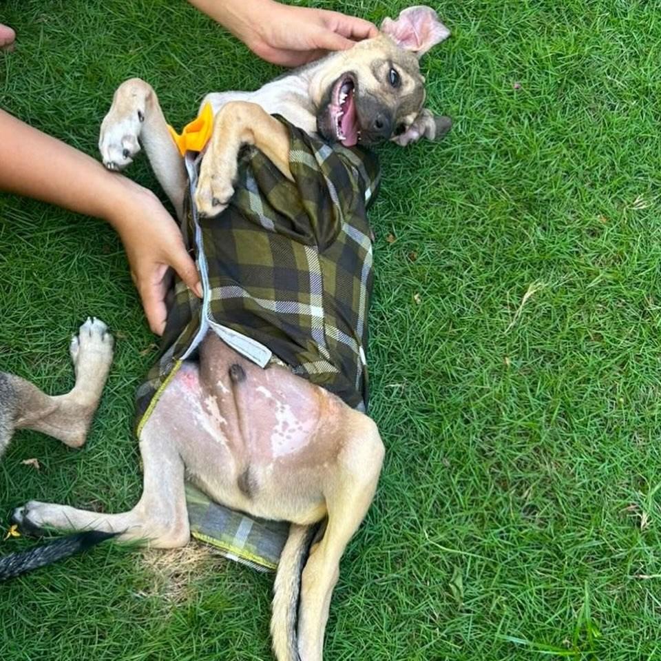 Chico Bento, cachorro de porte pequeno para adoção em Fortaleza - CE