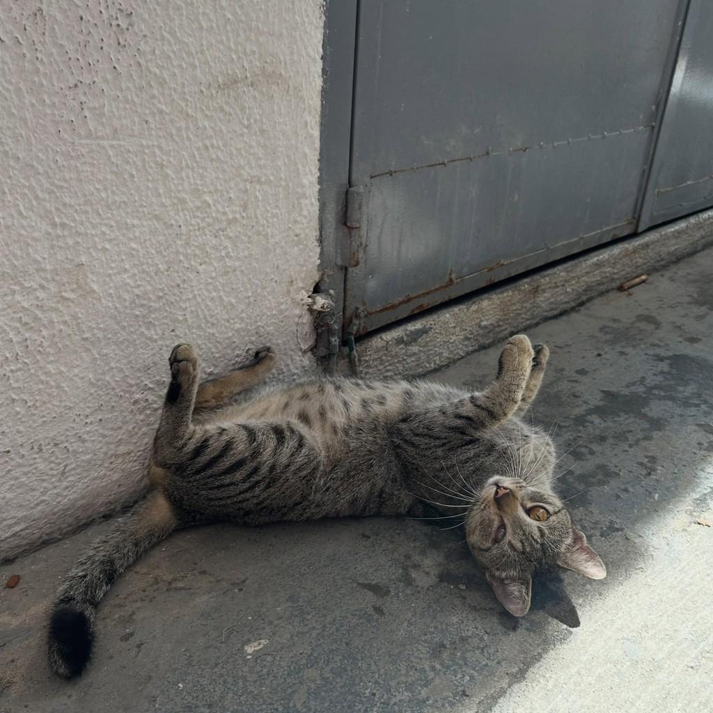 Joaquim, gato de porte pequeno para adoção em Fortaleza - CE