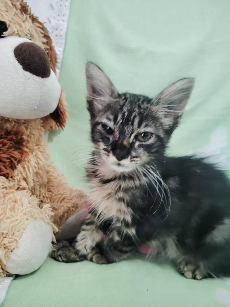 Nenezinha, gato de porte pequeno para adoção em Fortaleza - CE