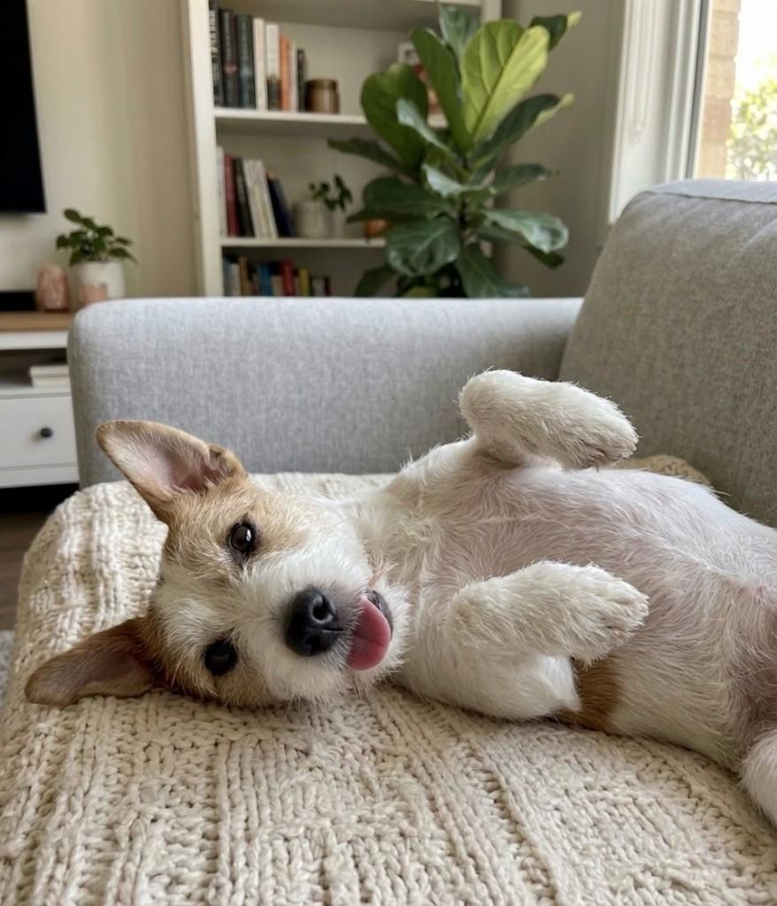 Billy, cachorro de porte médio para adoção em Fortaleza - CE
