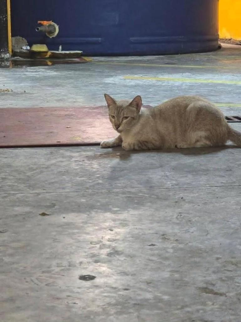 Cometa, gato de porte pequeno para adoção em Fortaleza - CE