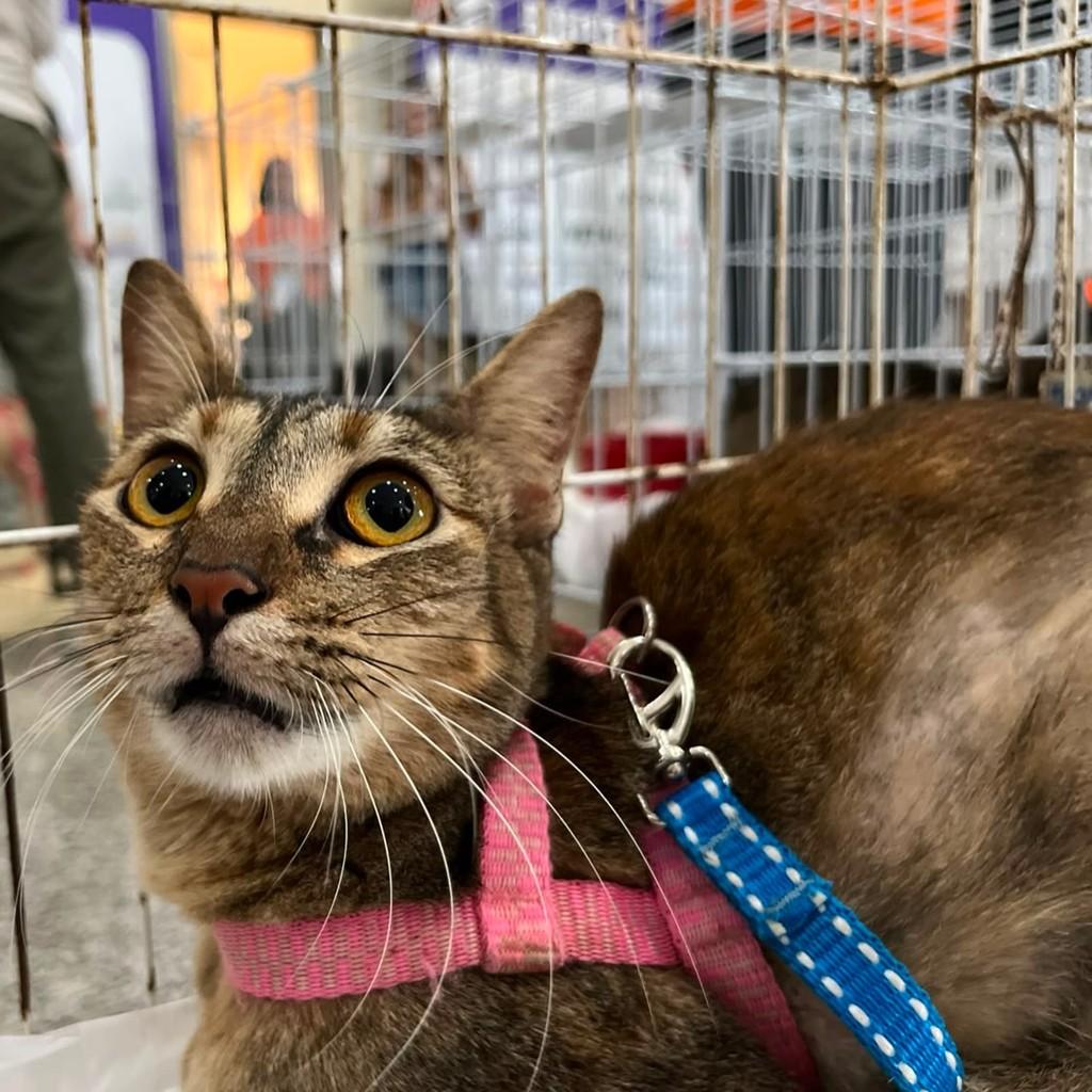 Nara, gata de porte pequeno para adoção em Fortaleza - CE