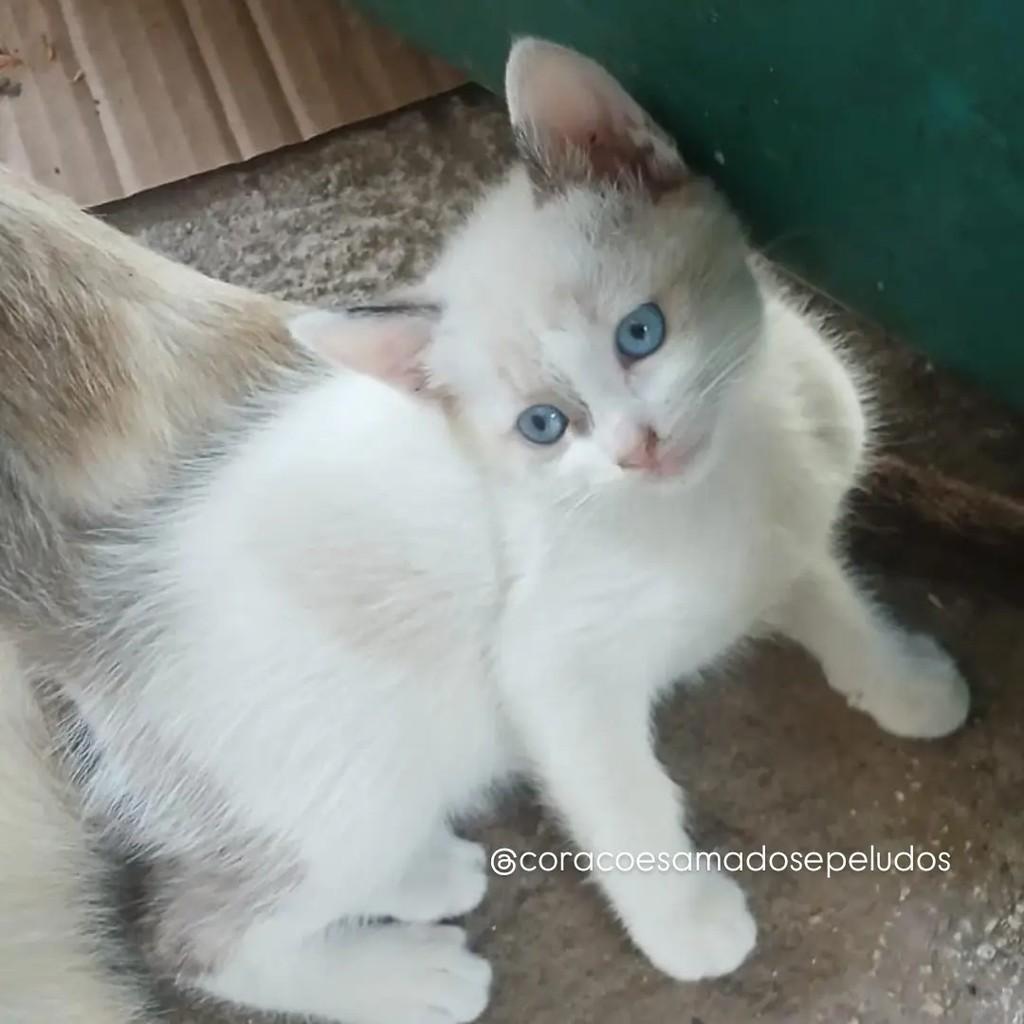 Bb, gato de porte pequeno para adoção em Fortaleza - CE