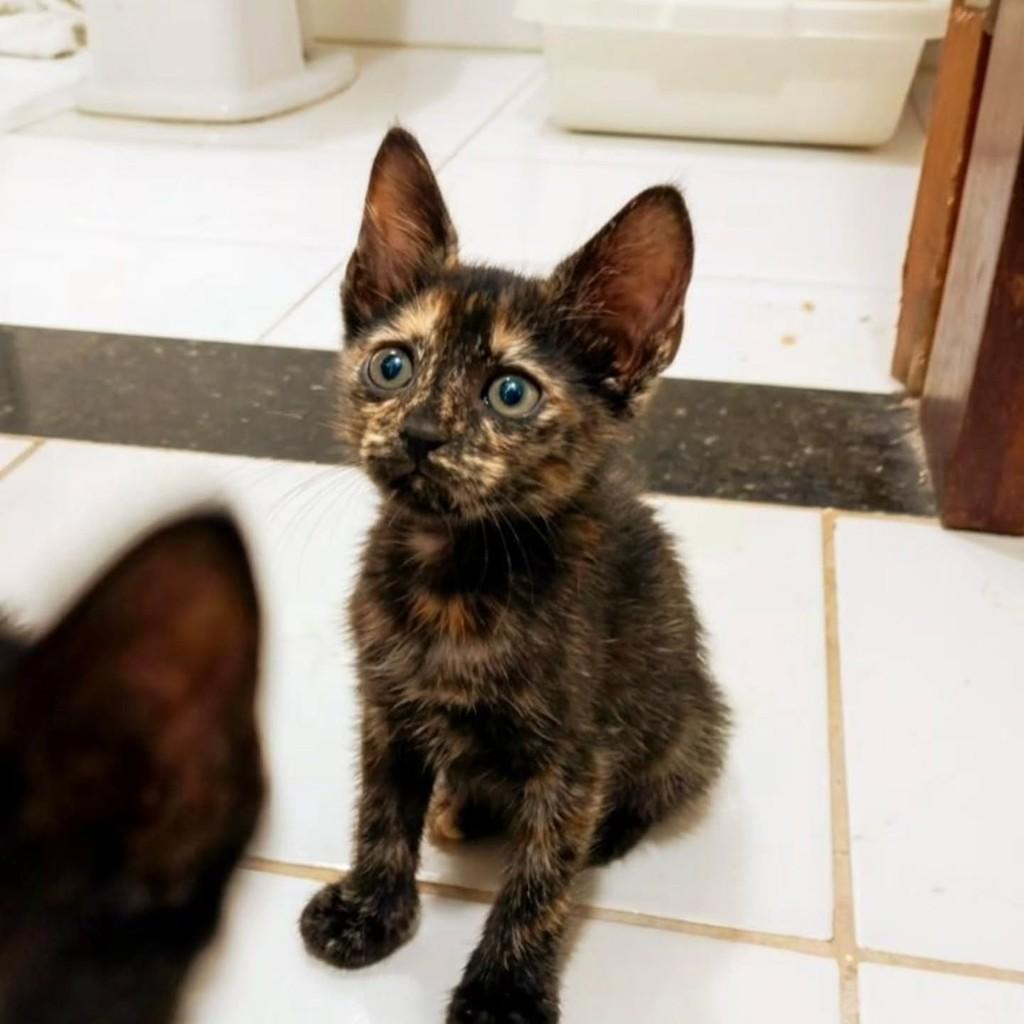 Escaminha, gato de porte pequeno para adoção em Fortaleza - CE
