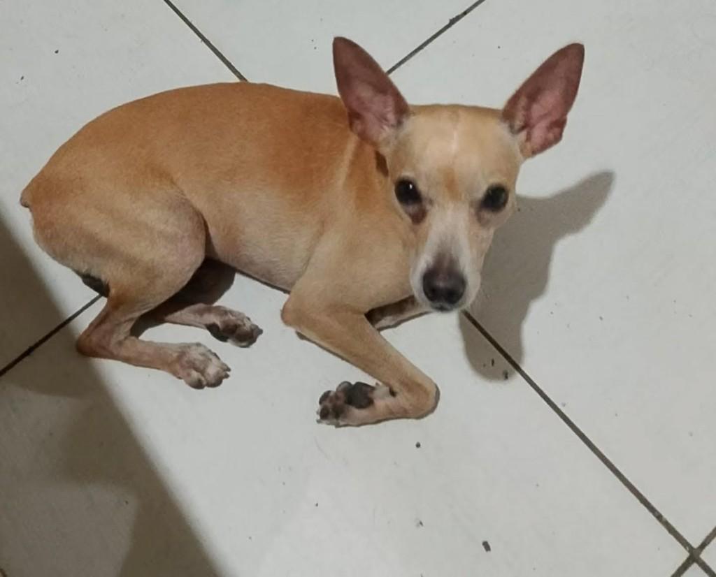 Snoopy, cachorro de porte pequeno para adoção em Fortaleza - CE