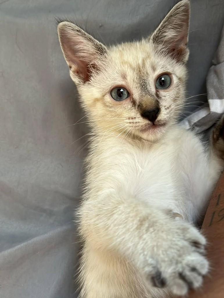 Simba, gato de porte pequeno para adoção em Fortaleza - CE