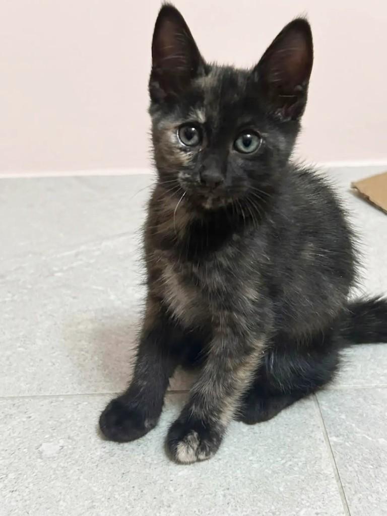 Maria Flora, gata de porte pequeno para adoção em Fortaleza - CE