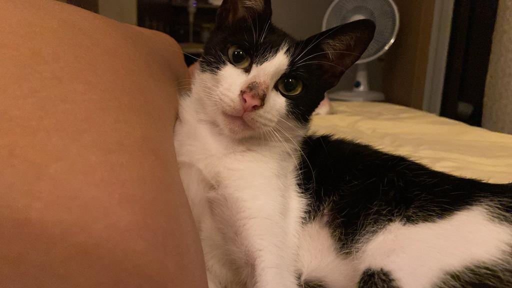 Di Menor, gato de porte pequeno para adoção em Fortaleza - CE