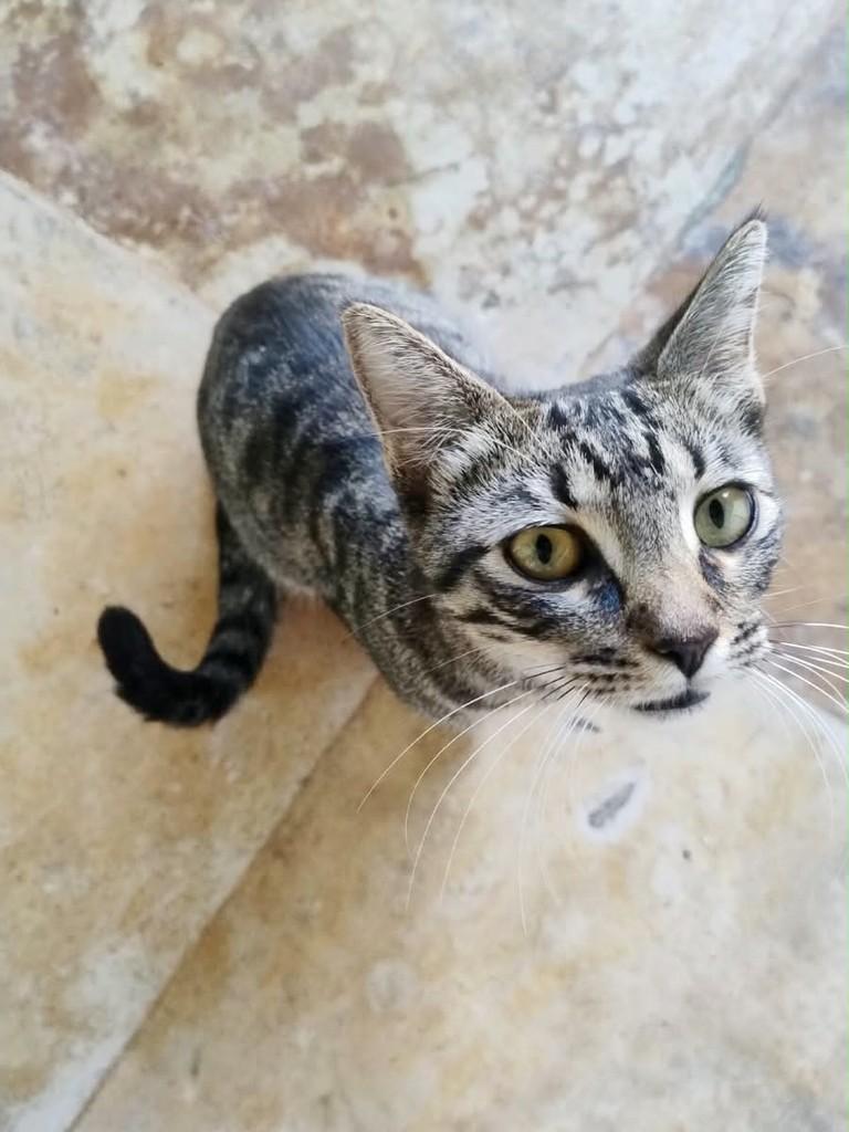 Mia, gato de porte pequeno para adoção em Fortaleza - CE