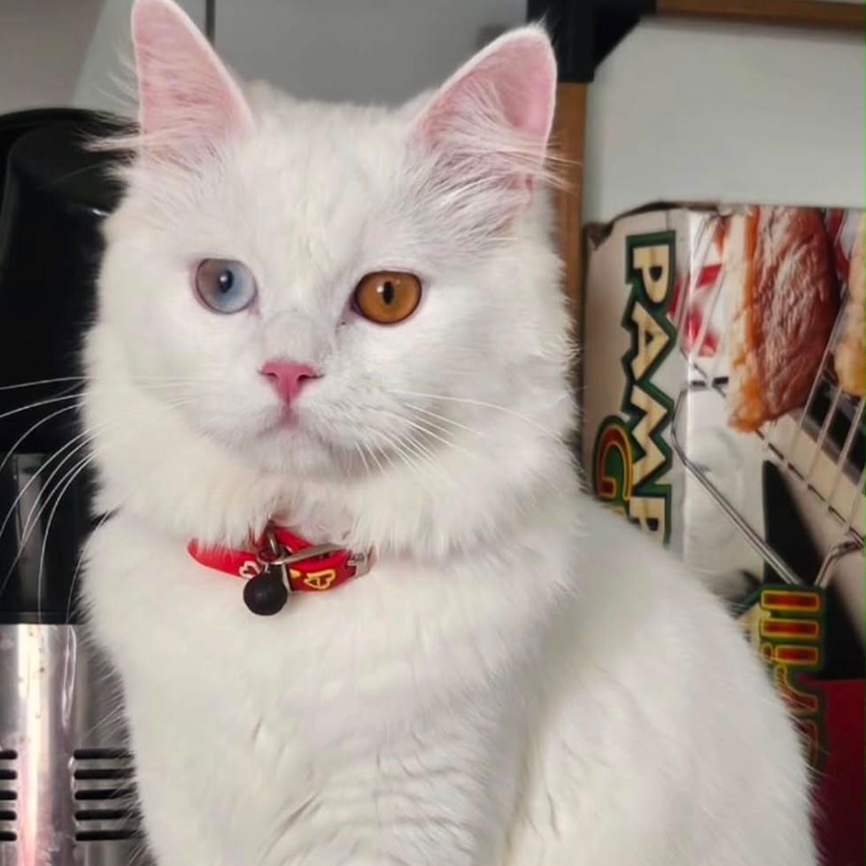 Snow, gato de porte médio para adoção em Fortaleza - CE
