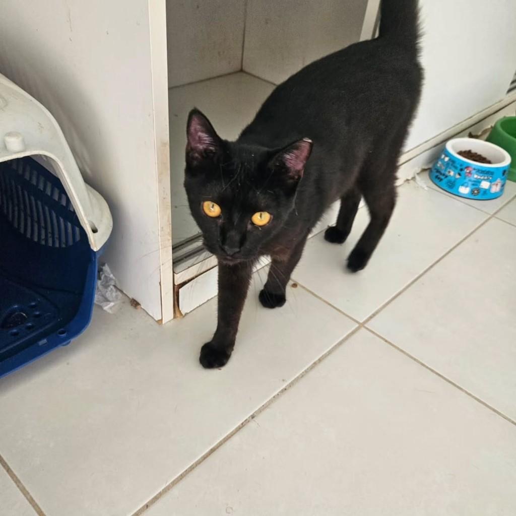 Leo, gato de porte pequeno para adoção em Fortaleza - CE
