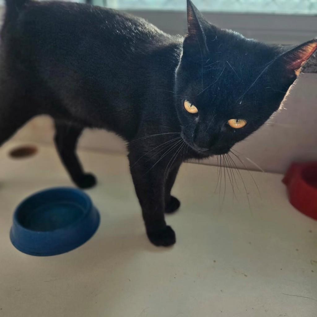 Leo, gato de porte pequeno para adoção em Fortaleza - CE — foto 2 de 8