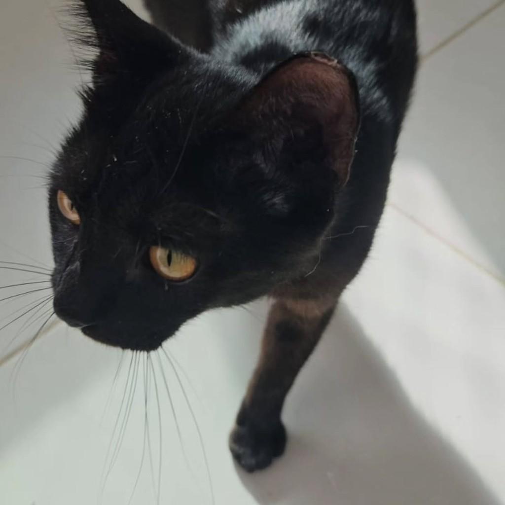 Leo, gato de porte pequeno para adoção em Fortaleza - CE — foto 3 de 8