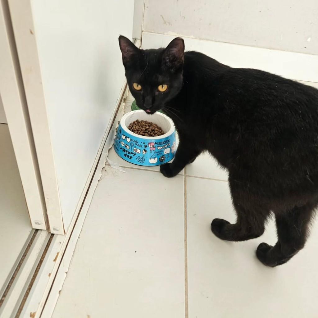 Leo, gato de porte pequeno para adoção em Fortaleza - CE — foto 4 de 8