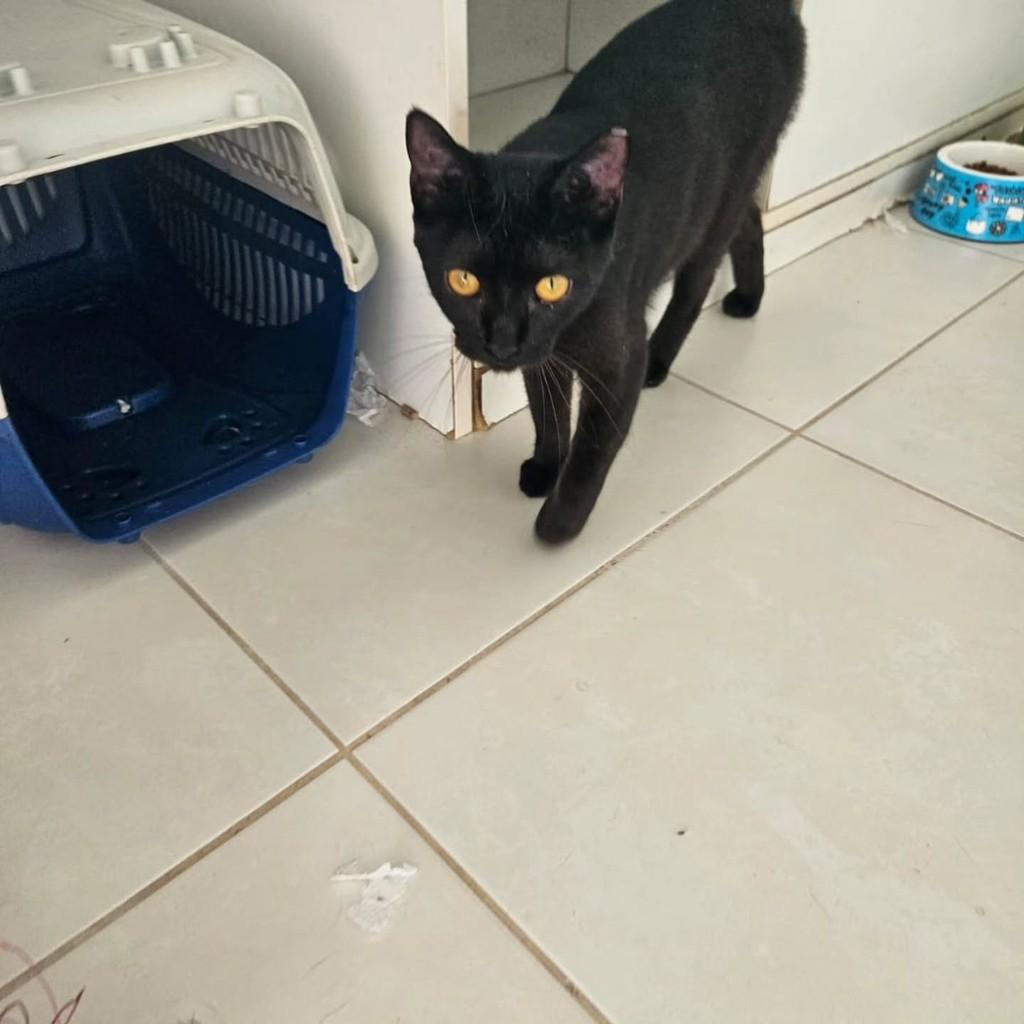 Leo, gato de porte pequeno para adoção em Fortaleza - CE — foto 5 de 8