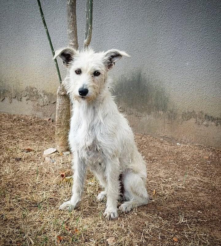Estopinha, cachorro de porte médio para adoção em Fortaleza - CE