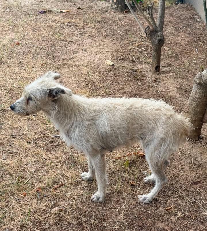 Estopinha, cachorro de porte médio para adoção em Fortaleza - CE — foto 2 de 3