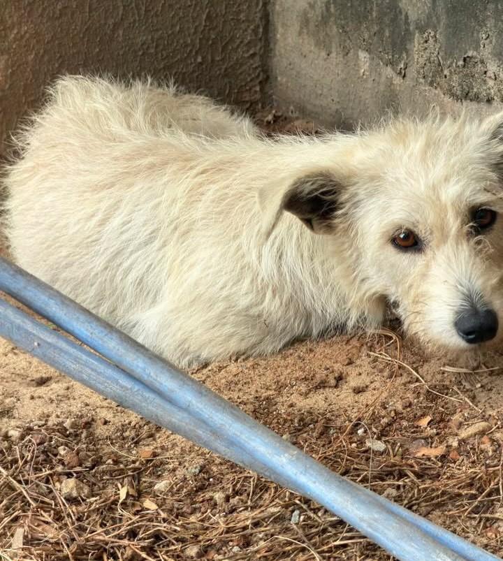 Estopinha, cachorro de porte médio para adoção em Fortaleza - CE — foto 3 de 3