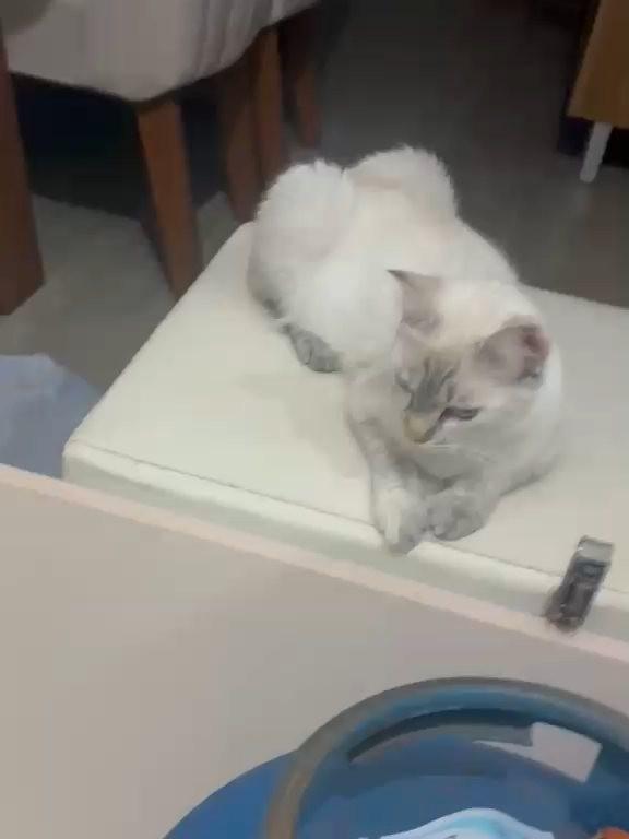 Clarinha, gata de porte pequeno para adoção em Fortaleza - CE