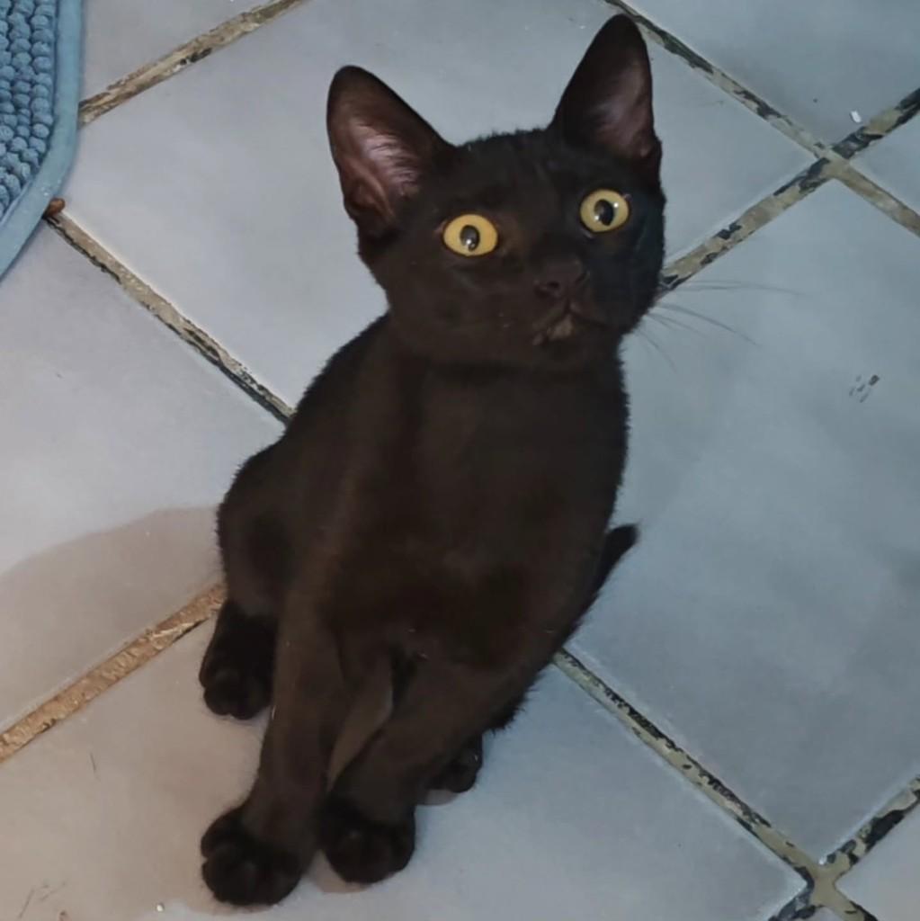 Tirex, gato de porte pequeno para adoção em Fortaleza - CE
