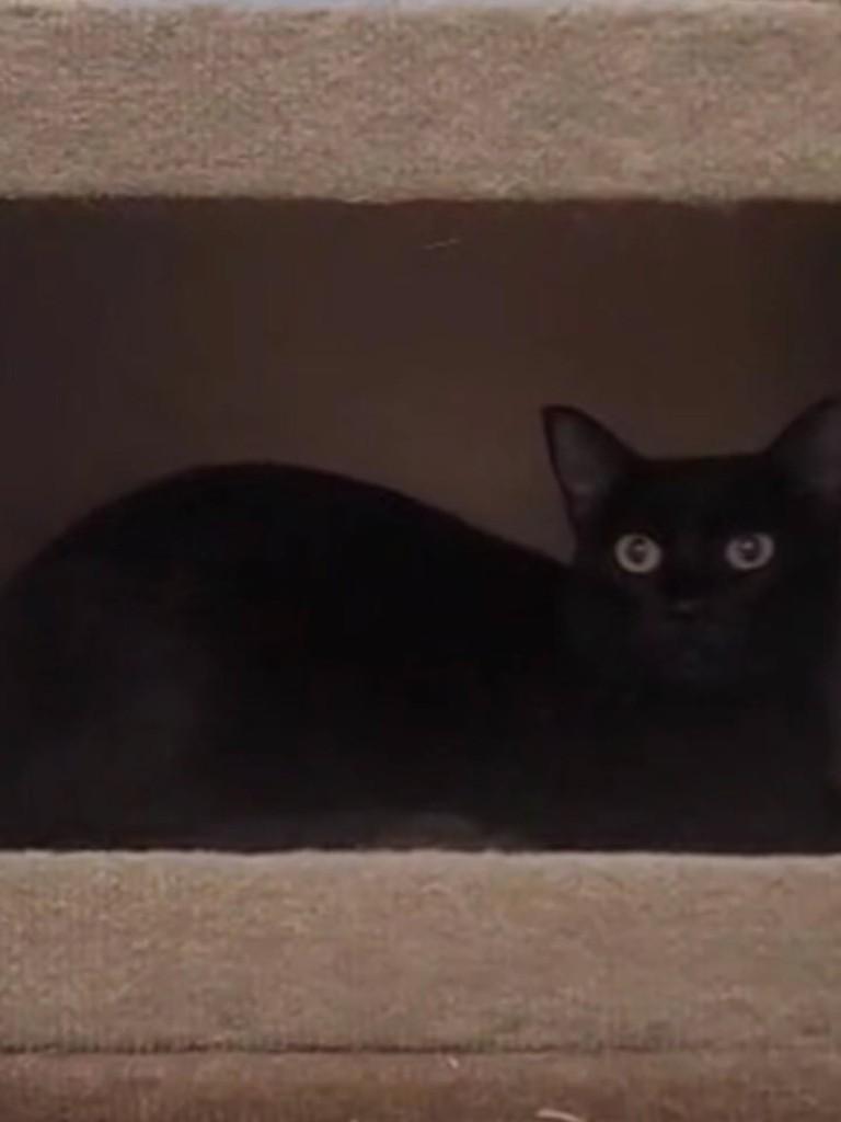 Meia noite, gata de porte pequeno para adoção em Fortaleza - CE