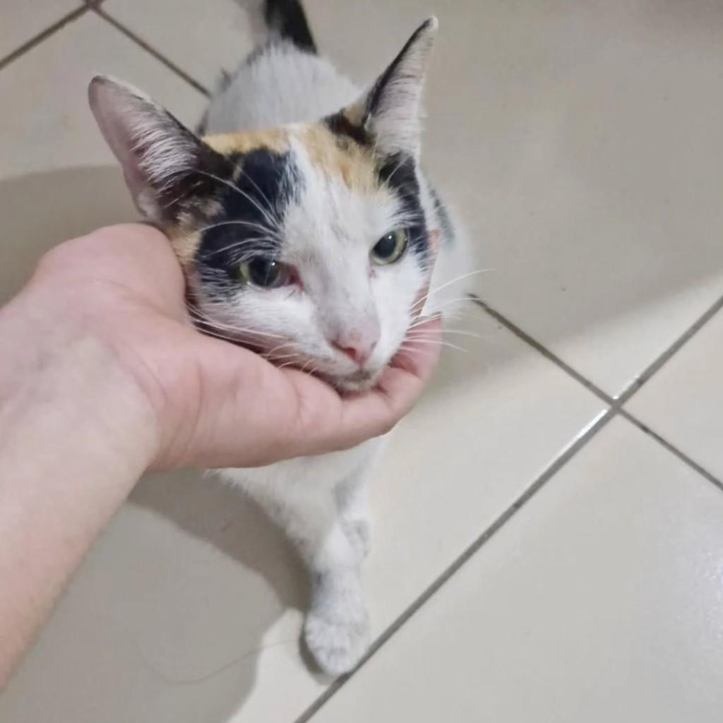 Gis, gata de porte pequeno para adoção em Fortaleza - CE