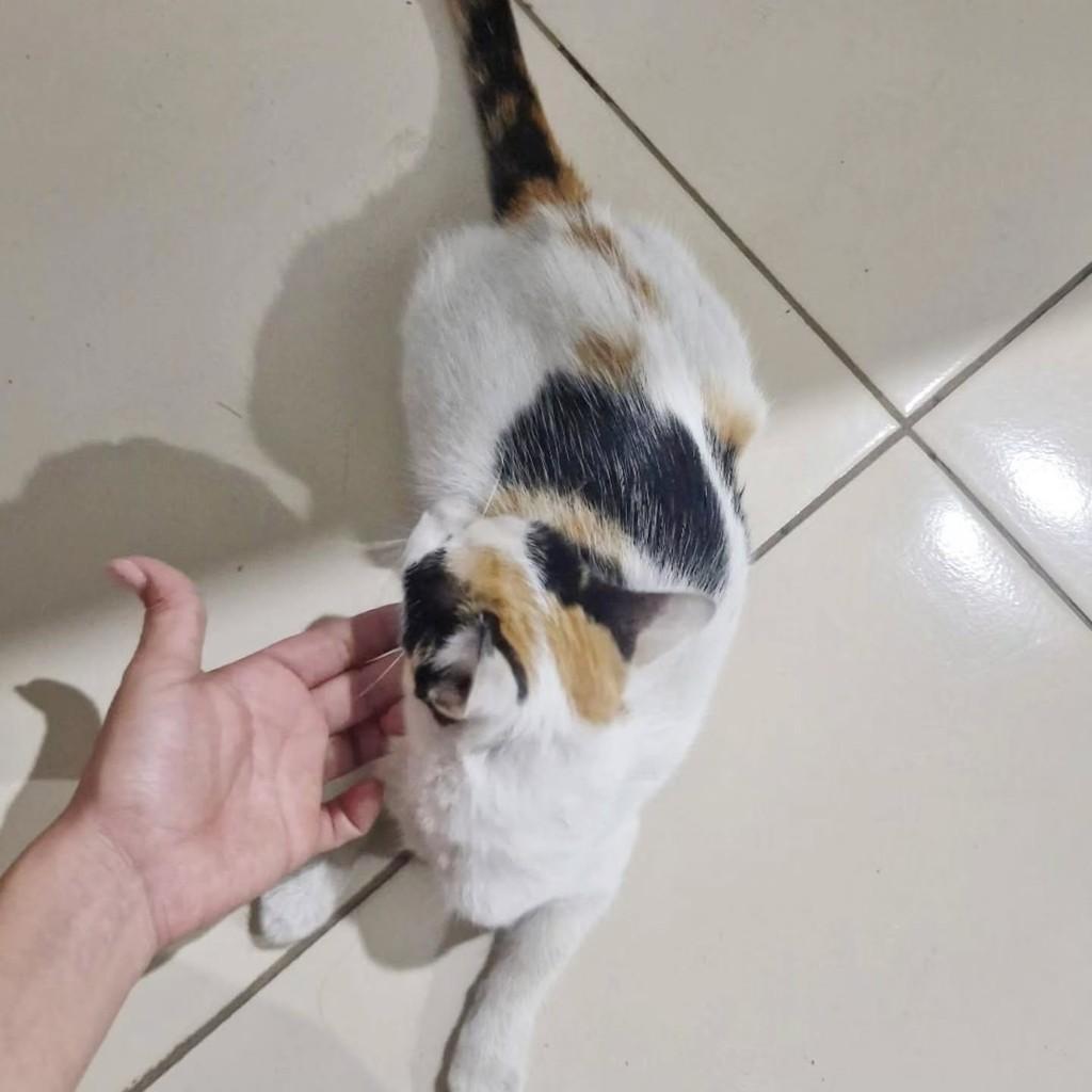 Gis, gata de porte pequeno para adoção em Fortaleza - CE — foto 2 de 2