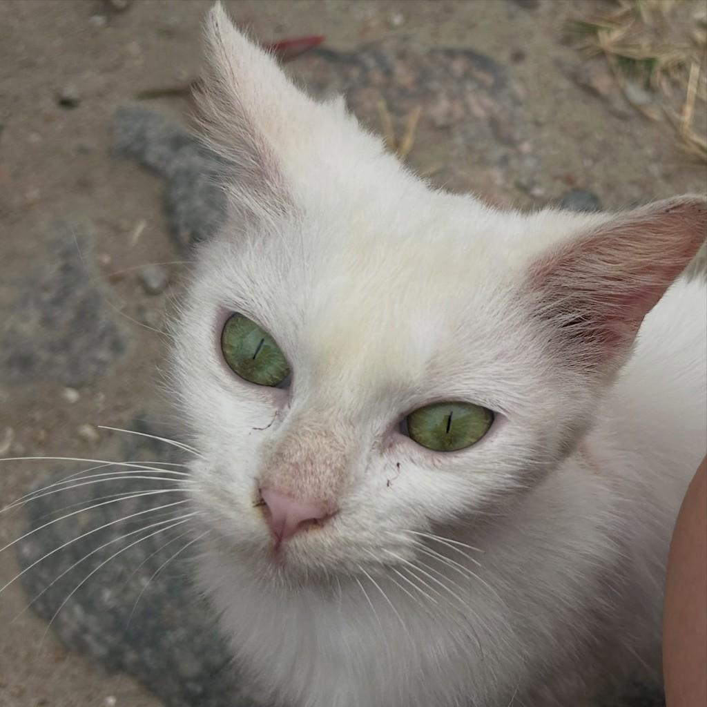 Madalena, gata de porte pequeno para adoção em Fortaleza - CE