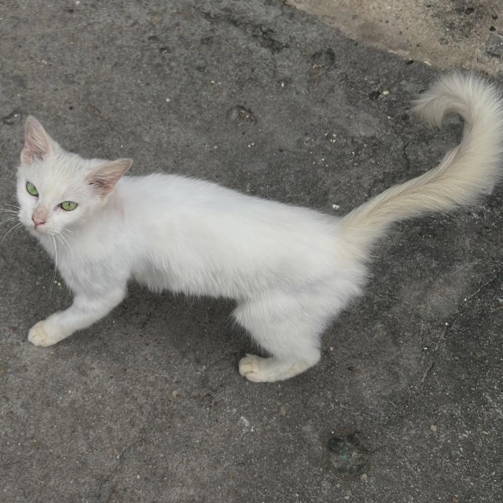 Madalena, gata de porte pequeno para adoção em Fortaleza - CE — foto 2 de 3