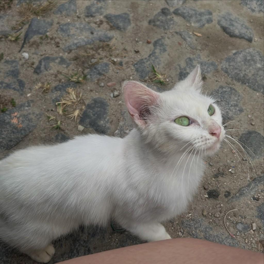 Madalena, gata de porte pequeno para adoção em Fortaleza - CE — foto 3 de 3