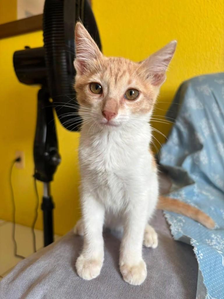 Hyvna, gato de porte pequeno para adoção em Fortaleza - CE