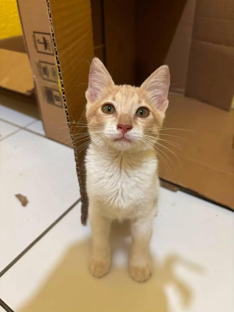 Hyvna, gato de porte pequeno para adoção em Fortaleza - CE — foto 2 de 3
