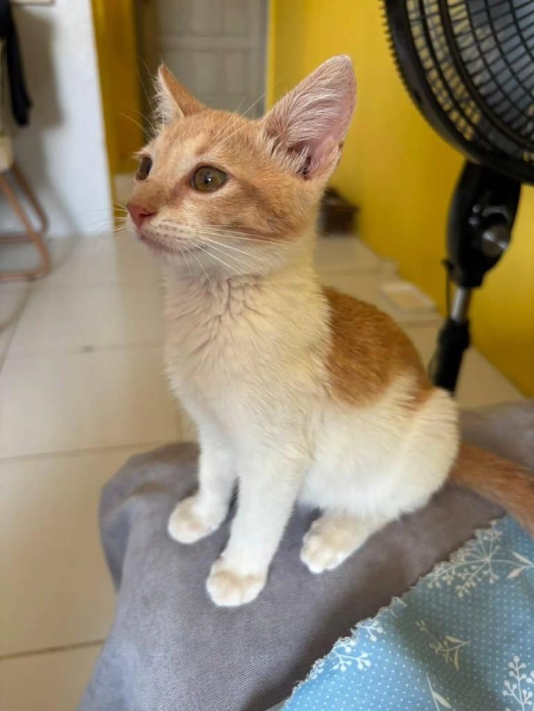 Hyvna, gato de porte pequeno para adoção em Fortaleza - CE — foto 3 de 3