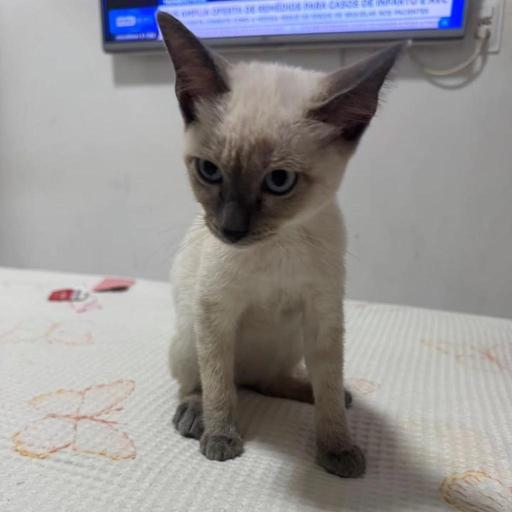 Melody, gata de porte pequeno para adoção em Fortaleza - CE