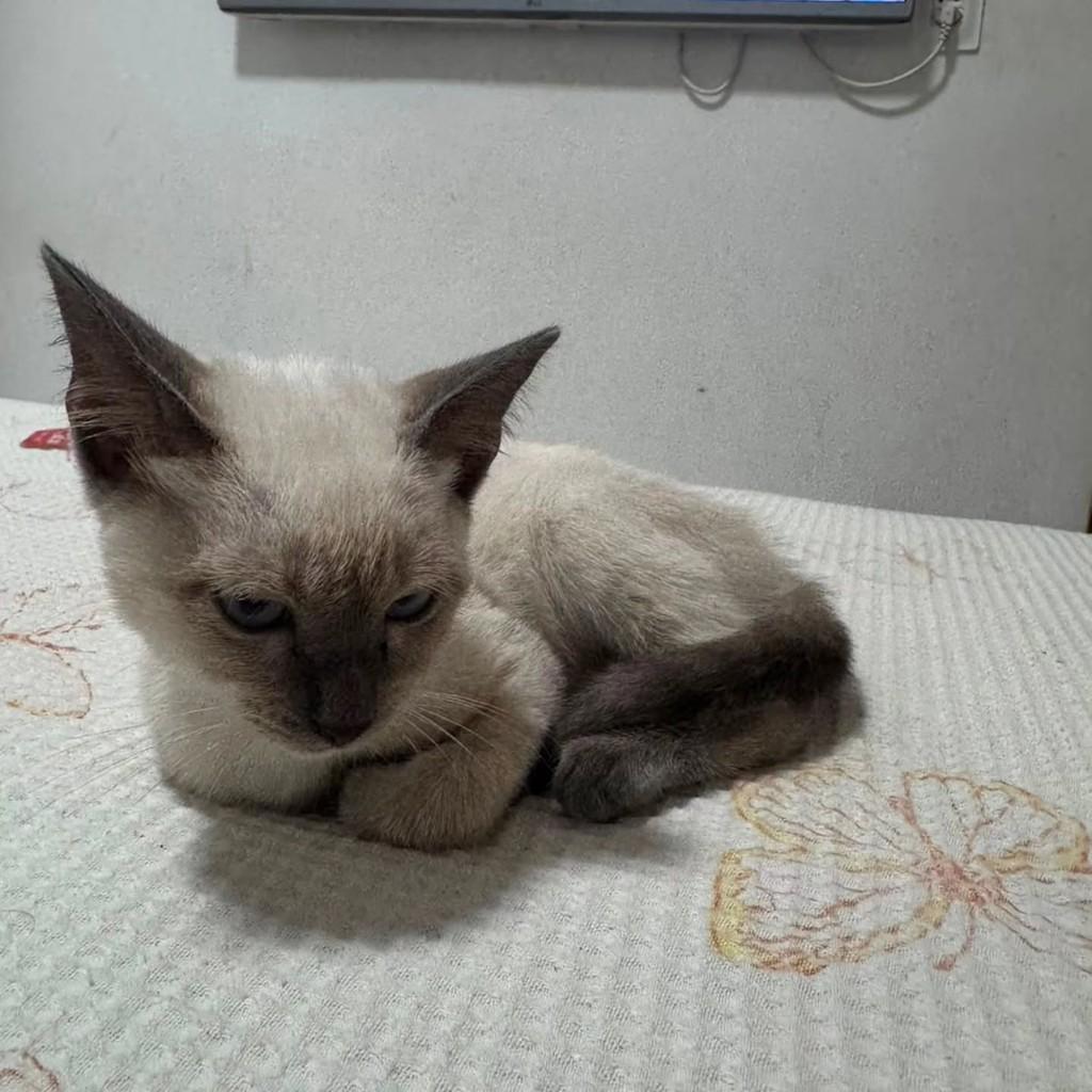 Melody, gata de porte pequeno para adoção em Fortaleza - CE — foto 2 de 3