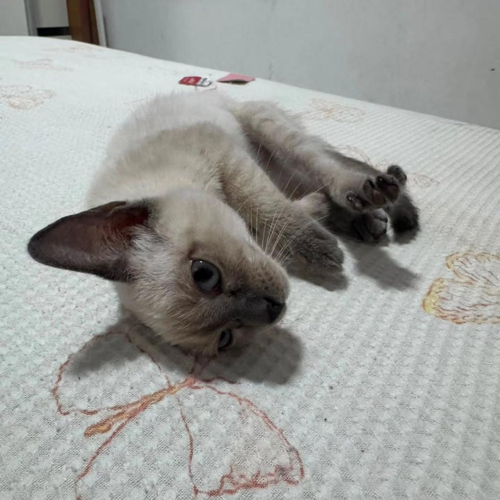 Melody, gata de porte pequeno para adoção em Fortaleza - CE — foto 3 de 3