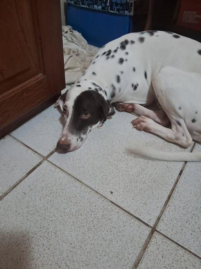 Kratos, cachorro de porte médio para adoção em Fortaleza - CE