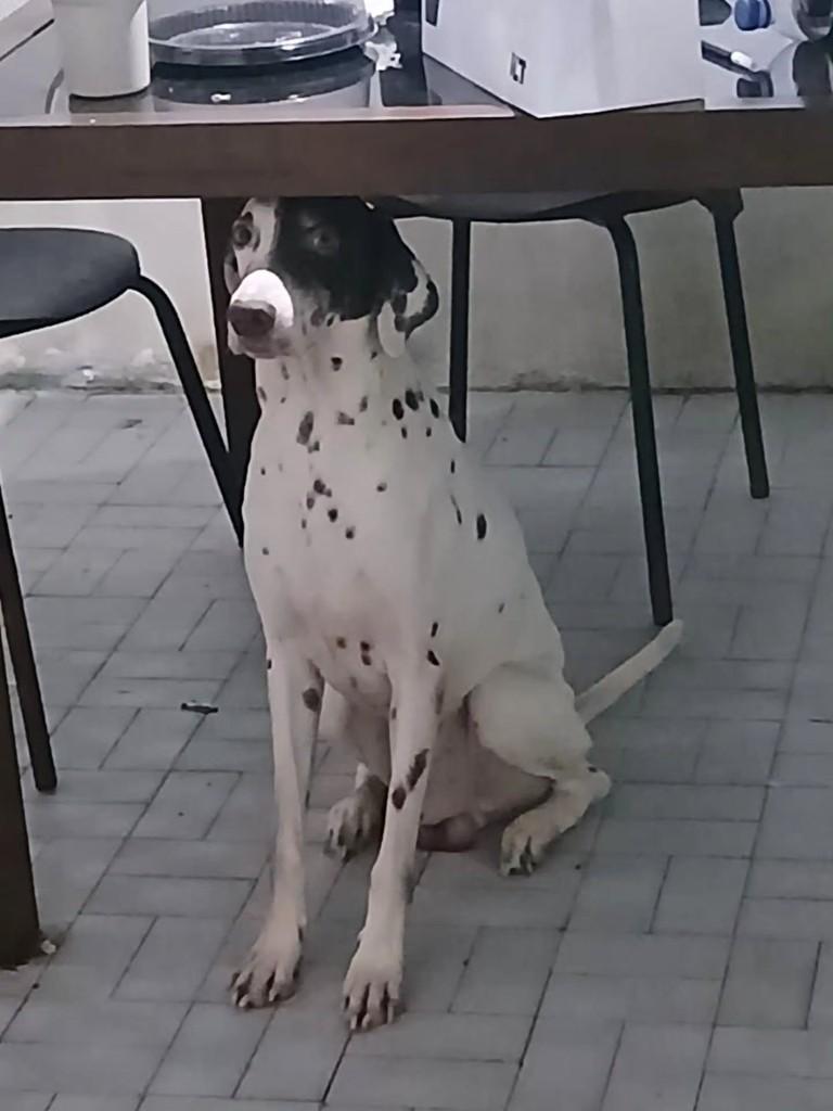 Kratos, cachorro de porte médio para adoção em Fortaleza - CE — foto 2 de 2
