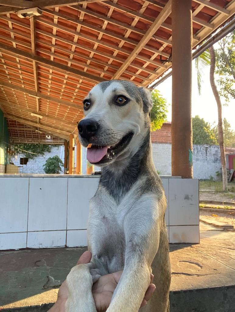 Amendoim, cachorro de porte pequeno para adoção em Fortaleza - CE