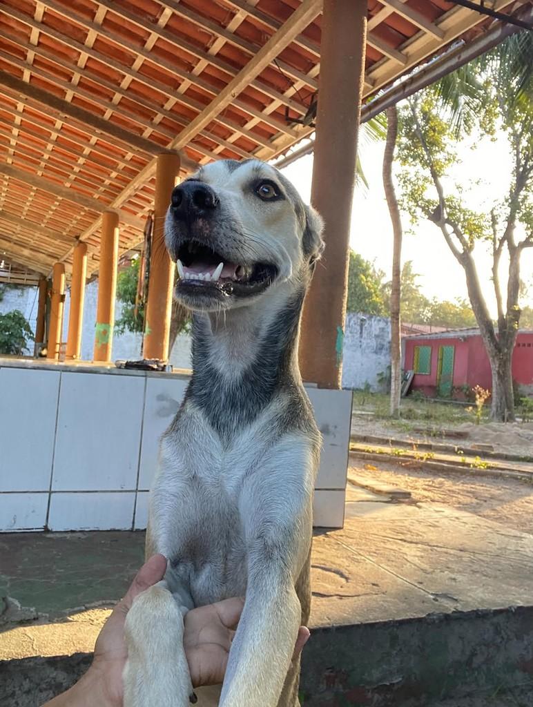 Amendoim, cachorro de porte pequeno para adoção em Fortaleza - CE — foto 2 de 6