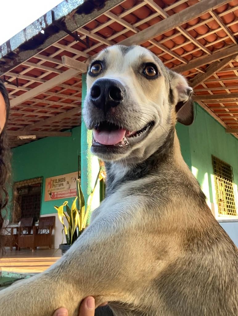 Amendoim, cachorro de porte pequeno para adoção em Fortaleza - CE — foto 3 de 6