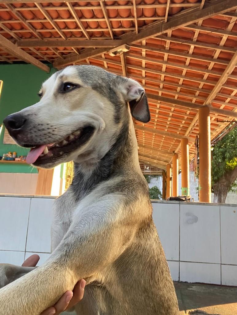 Amendoim, cachorro de porte pequeno para adoção em Fortaleza - CE — foto 4 de 6