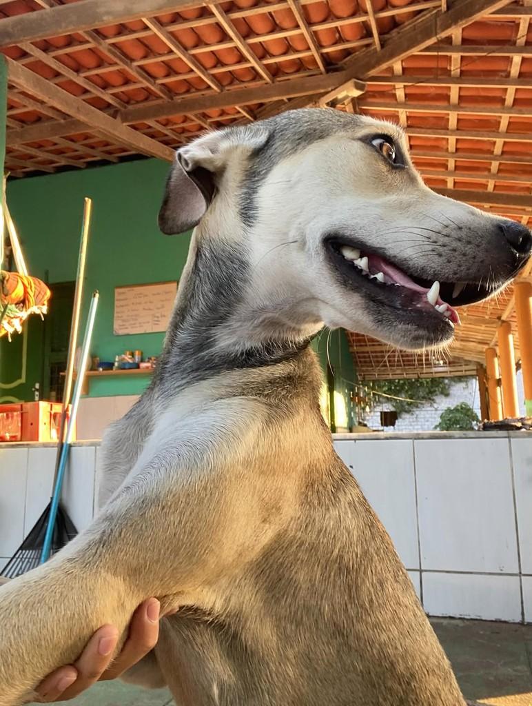 Amendoim, cachorro de porte pequeno para adoção em Fortaleza - CE — foto 5 de 6