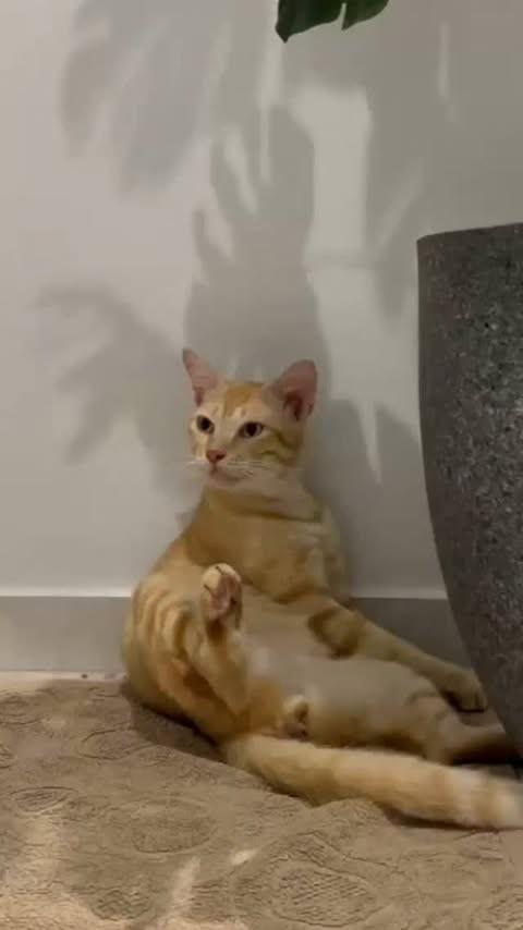 Tangerina, gata de porte médio para adoção em Fortaleza - CE