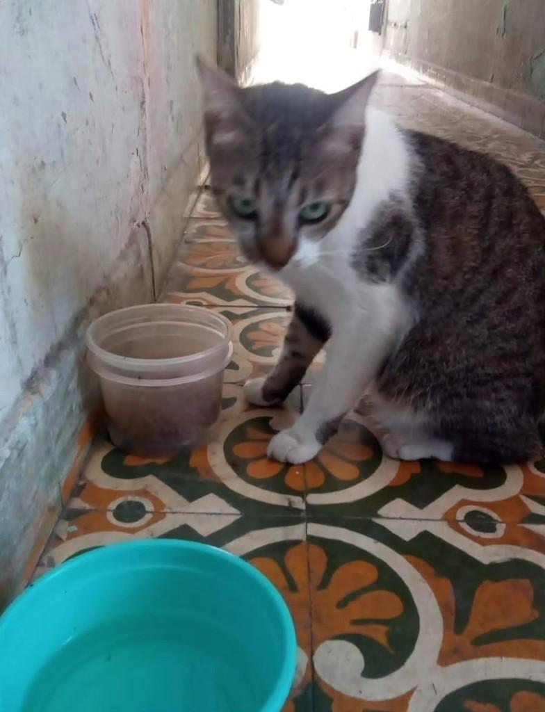 Oncinha, gata de porte pequeno para adoção em Fortaleza - CE