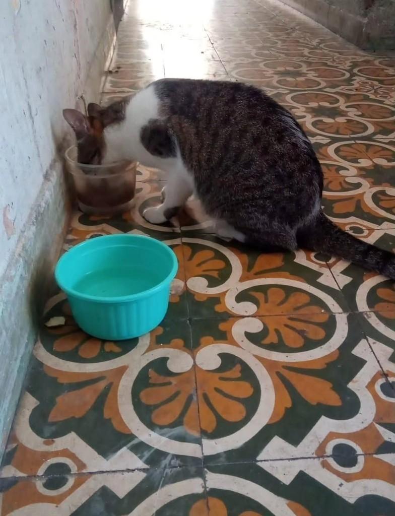 Oncinha, gata de porte pequeno para adoção em Fortaleza - CE — foto 2 de 2