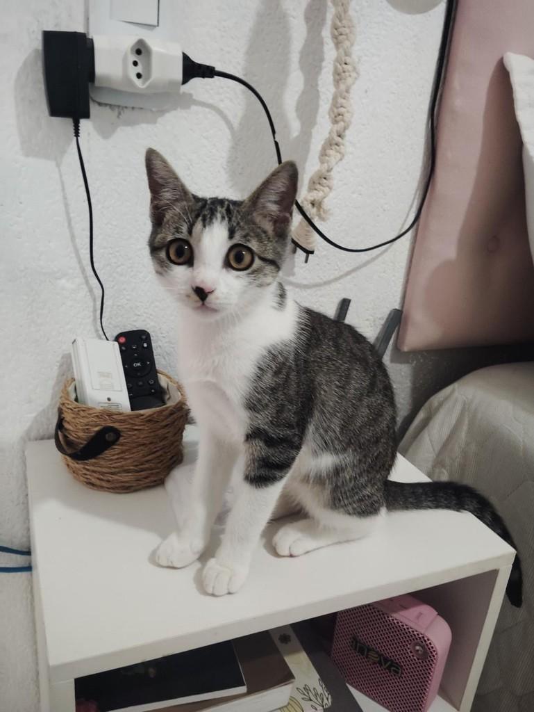 Mel, gata de porte pequeno para adoção em Fortaleza - CE