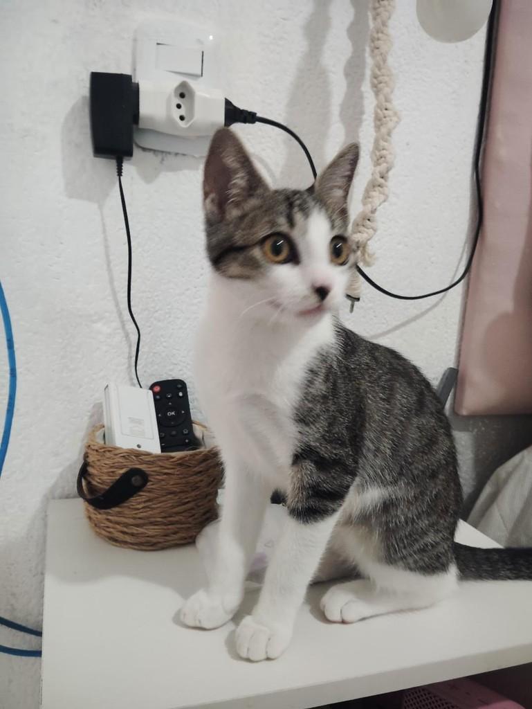 Mel, gata de porte pequeno para adoção em Fortaleza - CE — foto 2 de 5